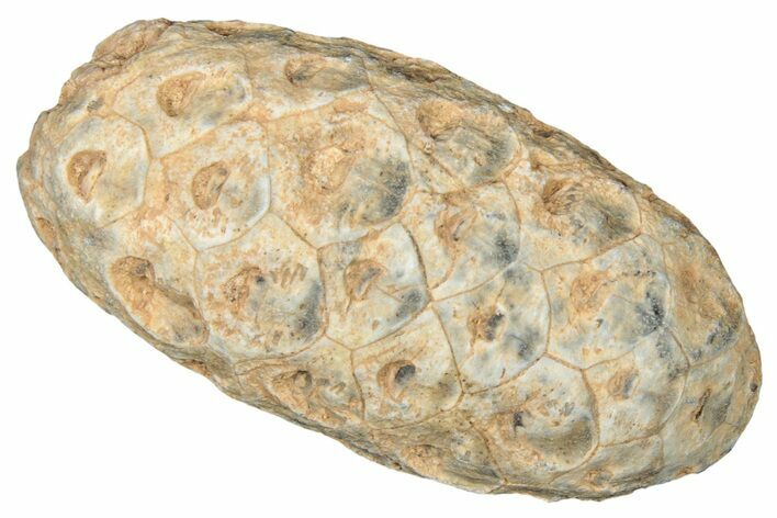 Fossil Cycadophyte Seed Cone - Boujdour, Morocco #325303